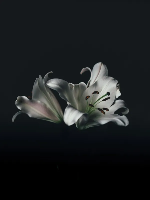 Peied