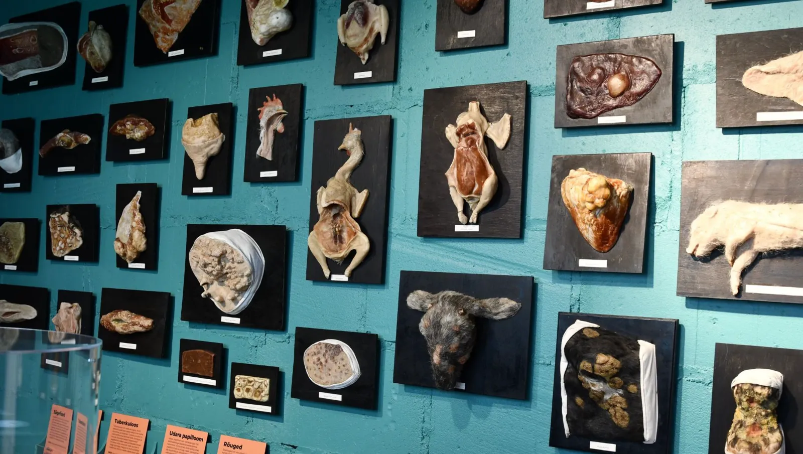 MUHK / Eesti Põllumajandusmuuseum — 6